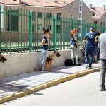 pruebas oficiales de la Real Sociedad Canina Española