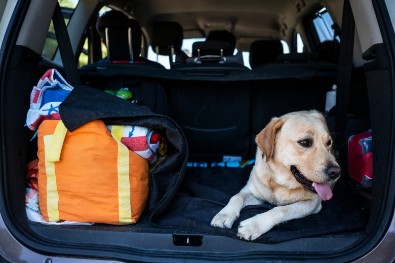 viajar con tu perro