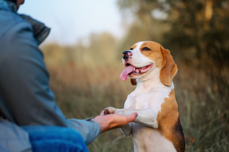 Adiestramiento canino en Madrid